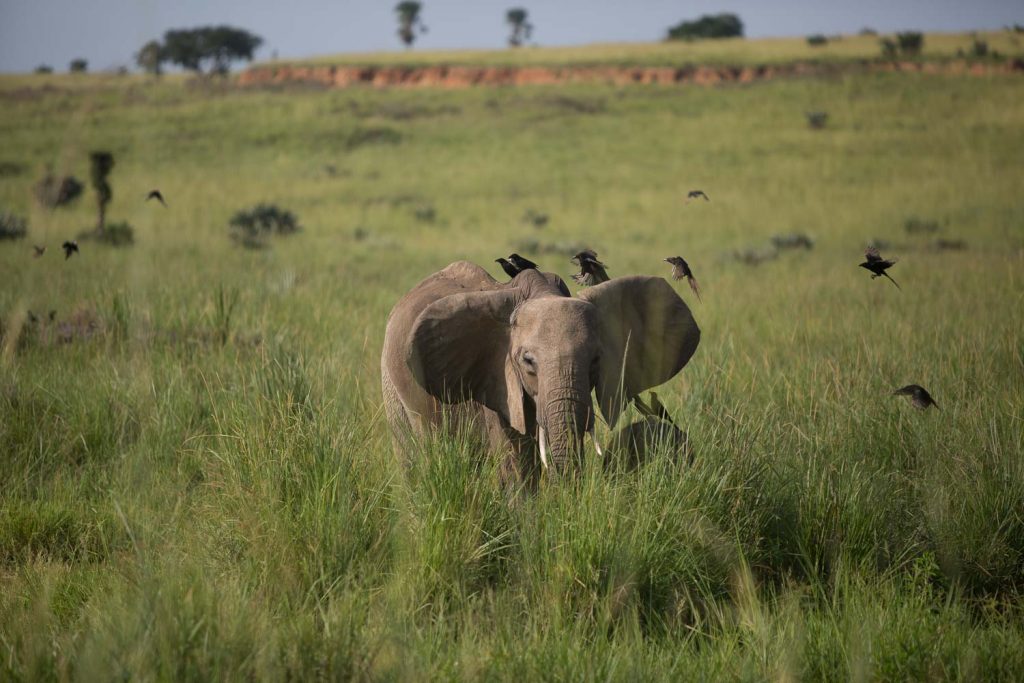 En elefant i Uganda